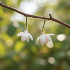 Magnolia Blossom Earrings – Sterling Silver / Gold Vermeil
