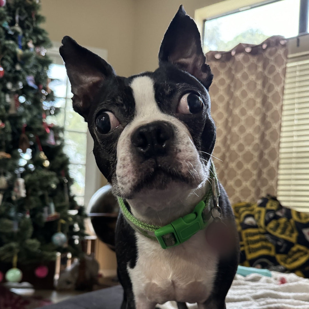 Moosh: photo from the owner